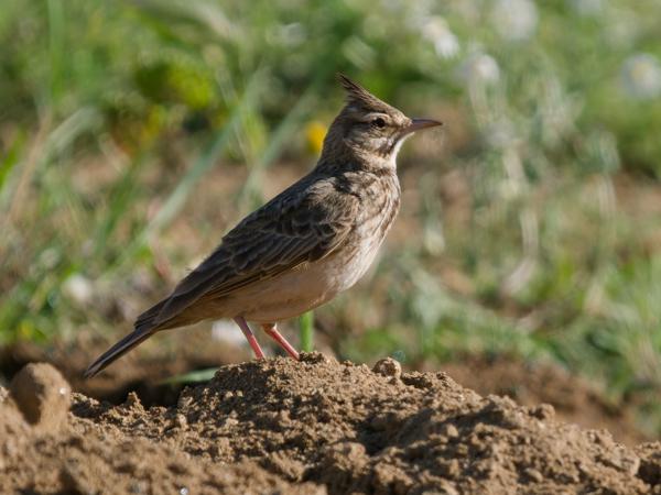 Kuifleeuwerik (Galerida cristata)